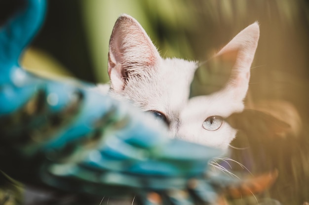 Foto close-up van een kat