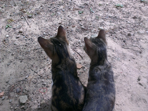 Foto close-up van een kat