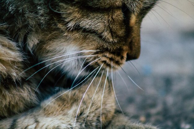 Foto close-up van een kat