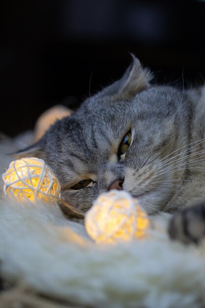 Foto close-up van een kat