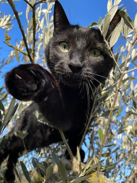 Foto close-up van een kat