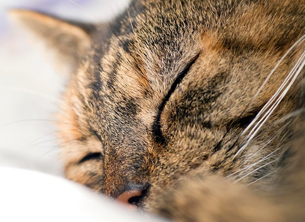 Foto close-up van een kat