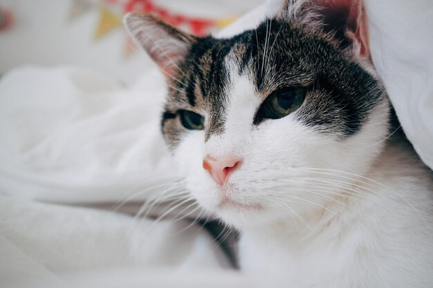 Close-up van een kat