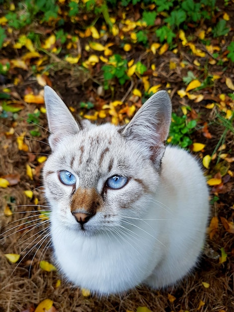 Close-up van een kat