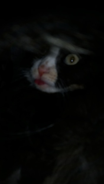 Foto close-up van een kat