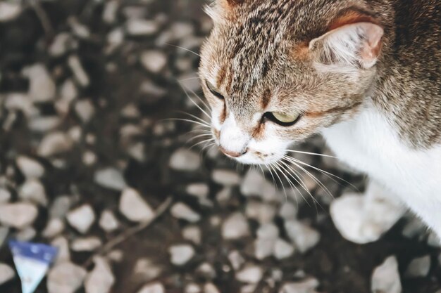 Foto close-up van een kat