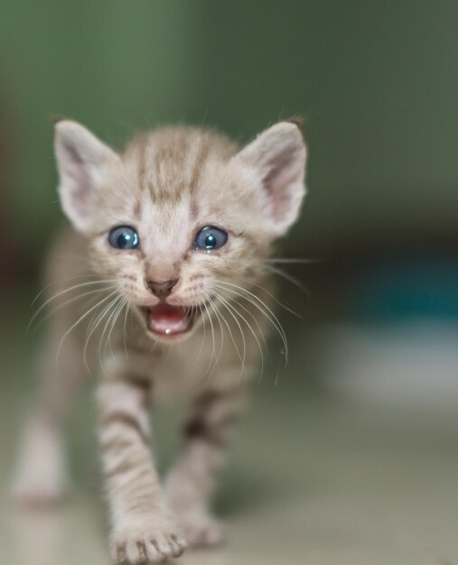 Foto close-up van een kat