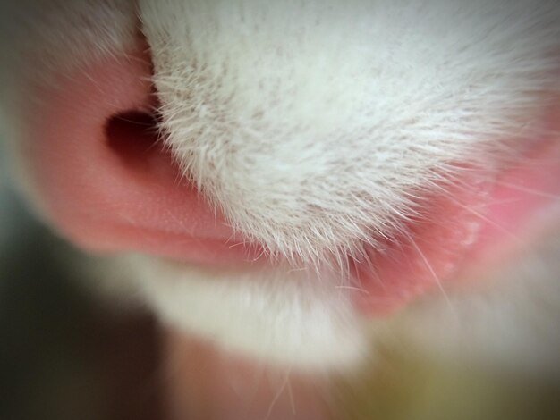 Foto close-up van een kat