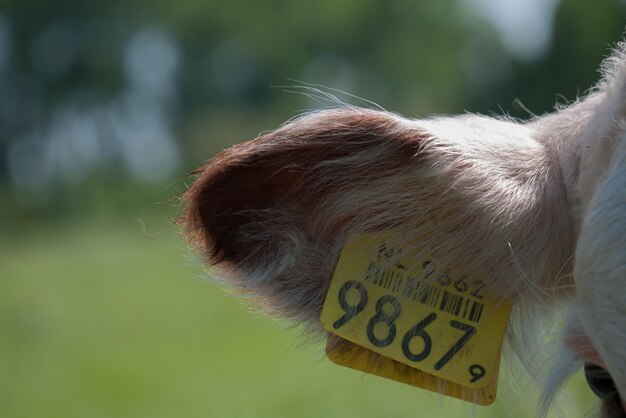 Foto close-up van een kat