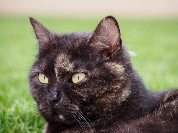 Foto close-up van een kat