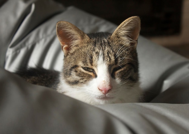 Close-up van een kat