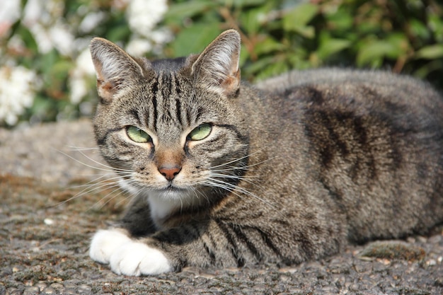 Close-up van een kat
