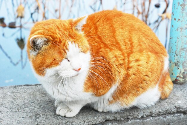Close-up van een kat