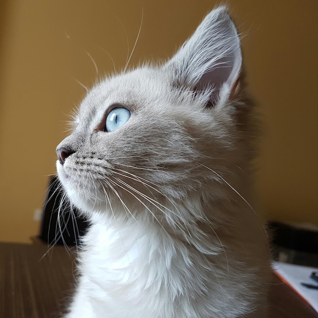 Close-up van een kat
