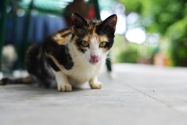 Close-up van een kat