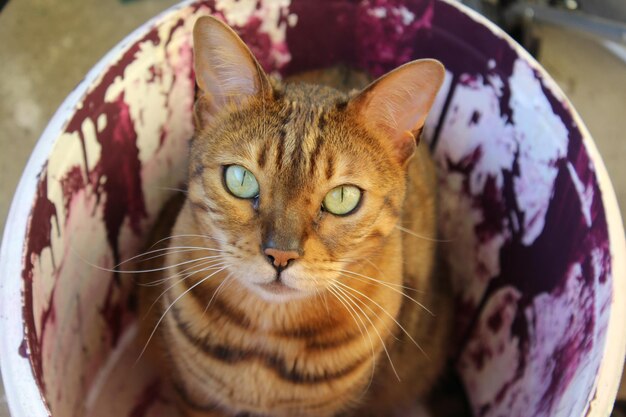 Foto close-up van een kat