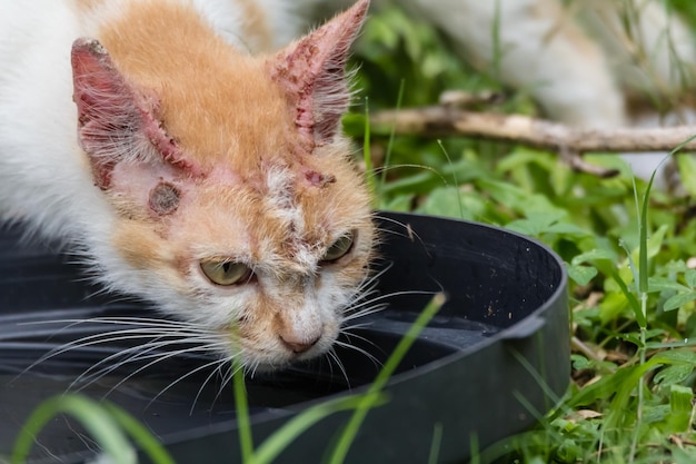 Foto close-up van een kat