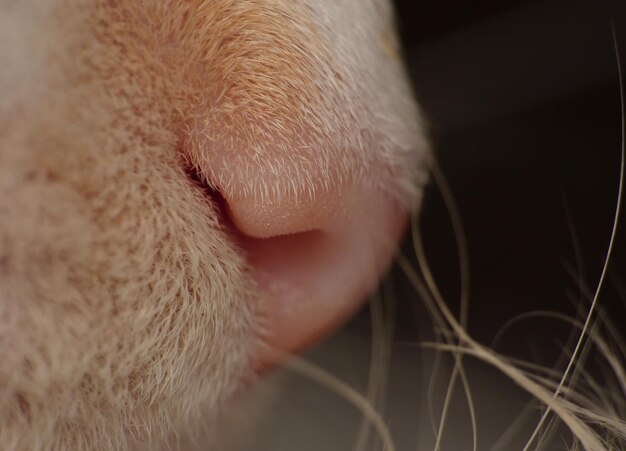 Foto close-up van een kattenneus