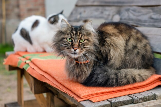 Close-up van een kattenzitting op bank met vage achtergrond. rustige kat buiten zitten in de zomer.