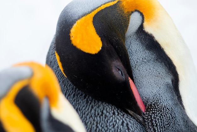 Close-up van een keizerpinguïn