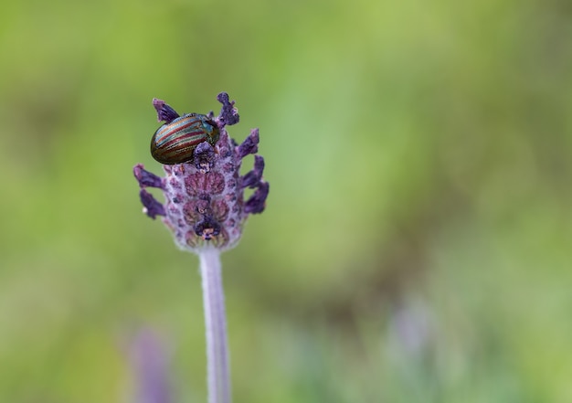 Close-up van een kever in zijn natuurlijke omgeving