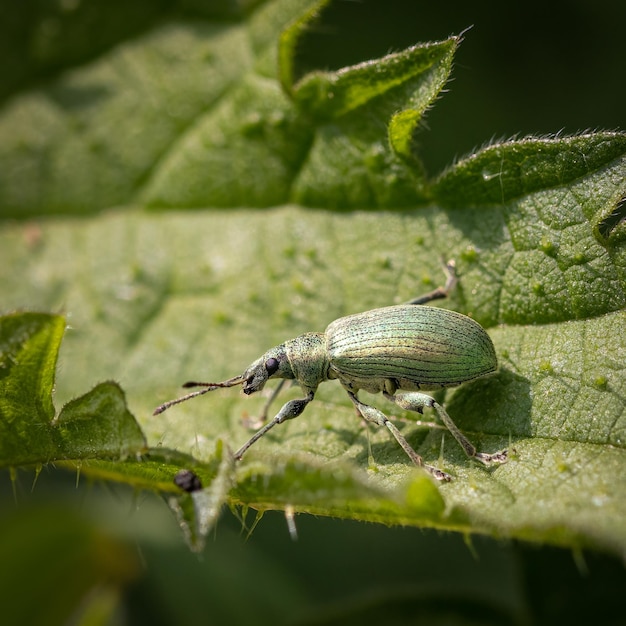 Foto close-up van een kever op een blad