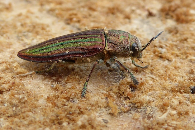 Foto close-up van een kever op hout