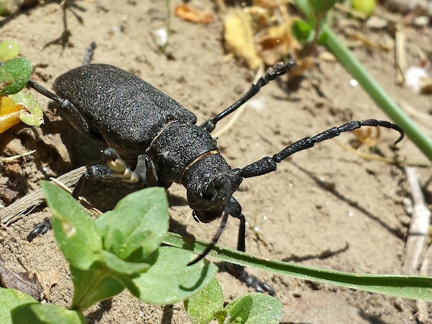 Foto close-up van een keverveld