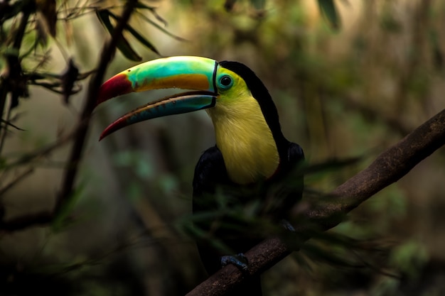 Close up van een kielsnaveltoekan (Ramphastos sulfuratus)