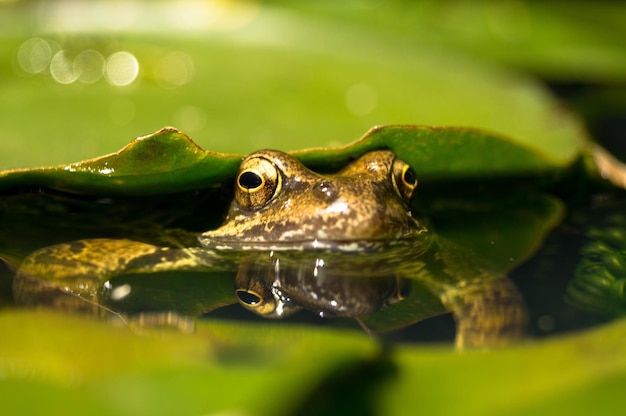 Close-up van een kikker bij blad in een vijver