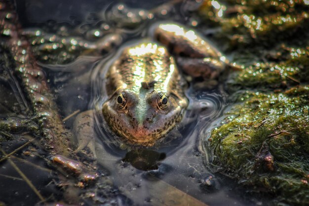 Foto close-up van een kikker die in de zee zwemt