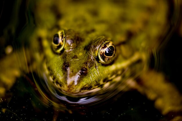 Close-up van een kikker die in een meer zwemt