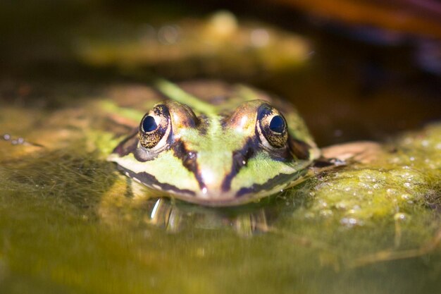 Foto close-up van een kikker die in het water zwemt