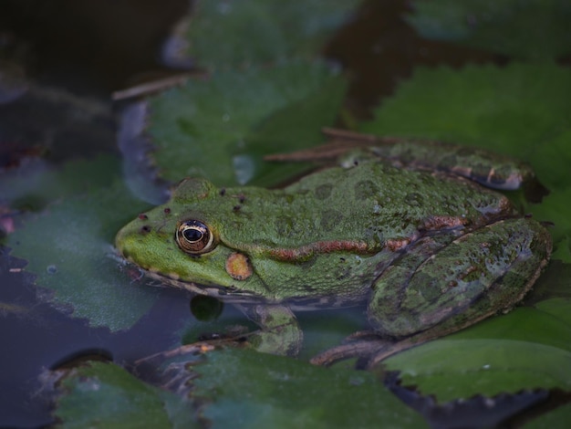 Close-up van een kikker die op bladeren in een vijver drijft