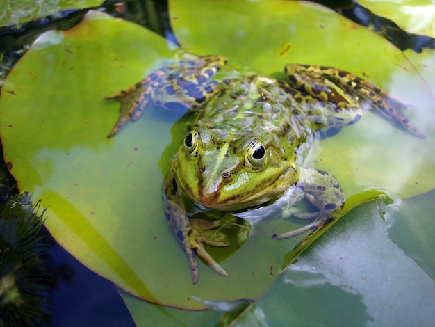 Close-up van een kikker die op een waterlelieblad in water rust