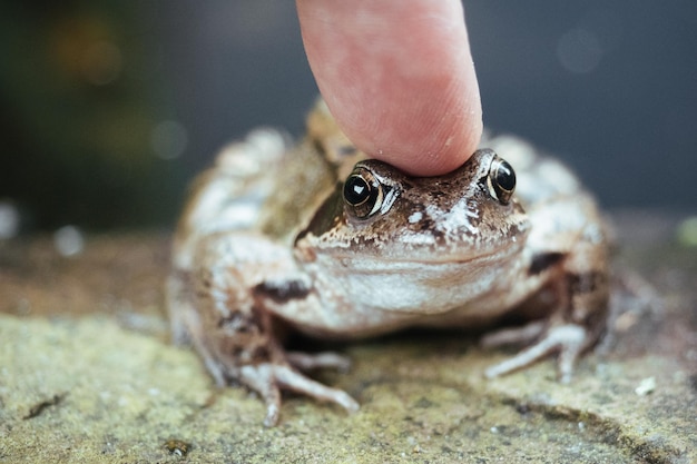 Close-up van een kikker die zijn vingers aanraakt