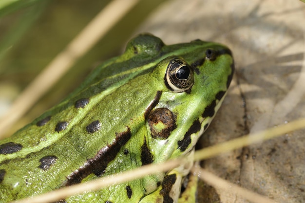 Foto close-up van een kikker gezien door planten op rots