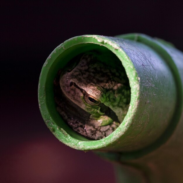 Foto close-up van een kikker in een waterpot