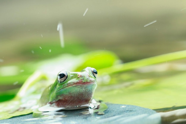 Foto close-up van een kikker in het water