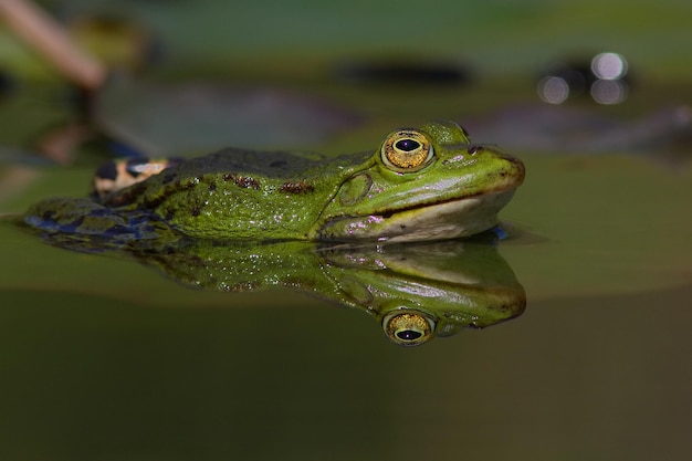 Close-up van een kikker in het water