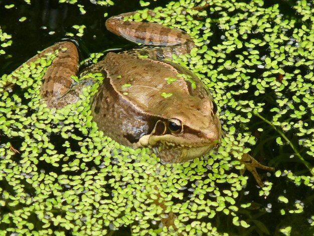 Foto close-up van een kikker in het water