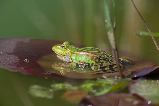 Foto close-up van een kikker in het water