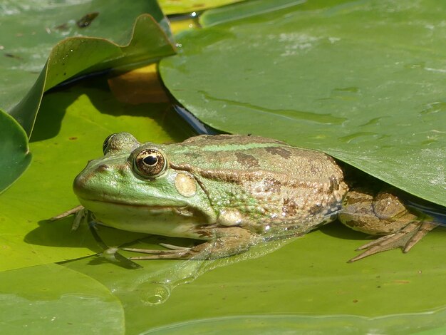 Foto close-up van een kikker op bladeren