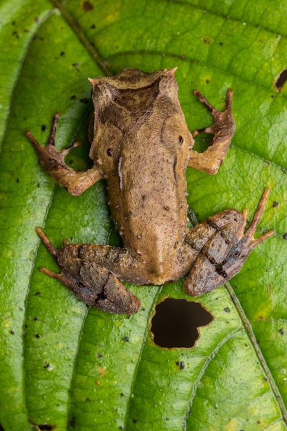 Foto close-up van een kikker op bladeren