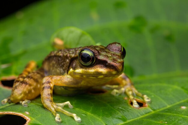 Foto close-up van een kikker op bladeren