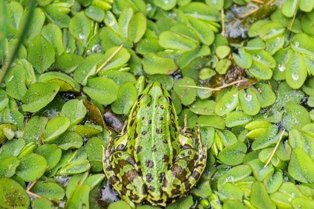 Foto close-up van een kikker op bladeren