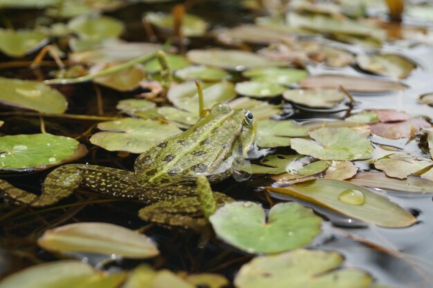 Foto close-up van een kikker op bladeren