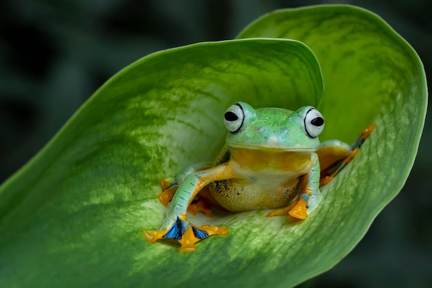 Close-up van een kikker op een blad