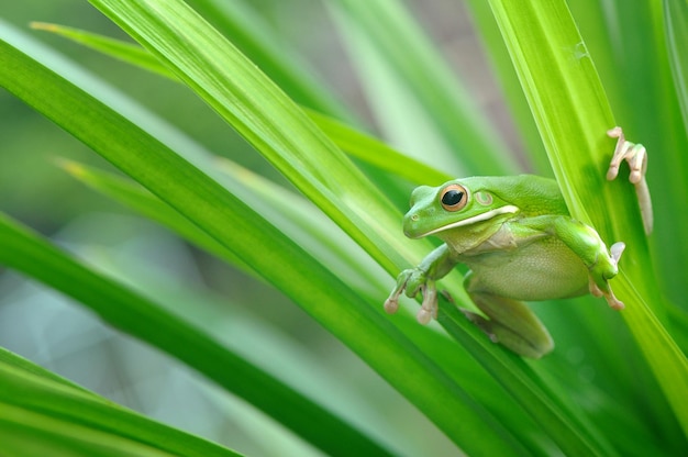 Close-up van een kikker op een blad