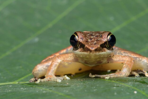 Foto close-up van een kikker op een blad